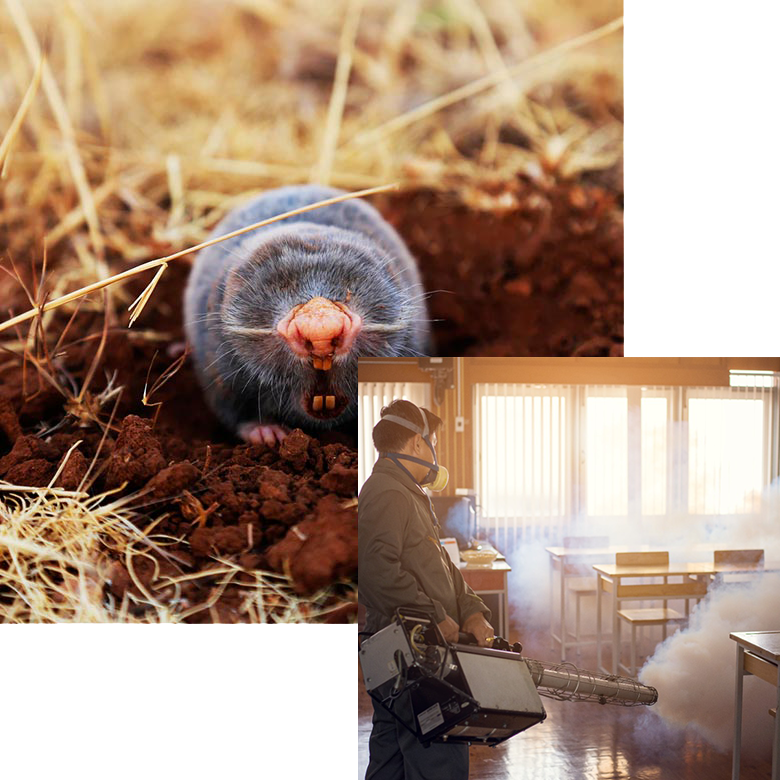 pestcontrol-about-pic10